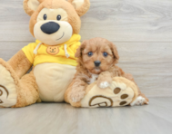 8 week old Cavapoo Puppy For Sale - Lone Star Pups