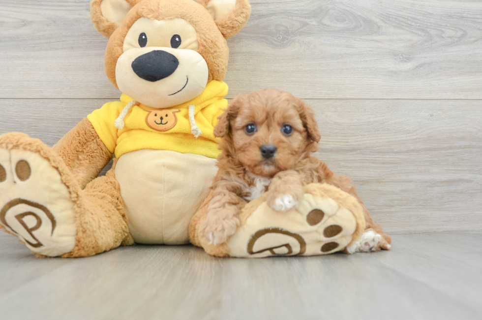 8 week old Cavapoo Puppy For Sale - Lone Star Pups