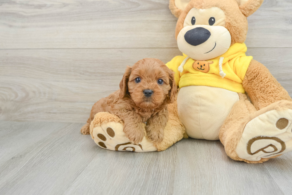 Fluffy Cavapoo Poodle Mix Pup