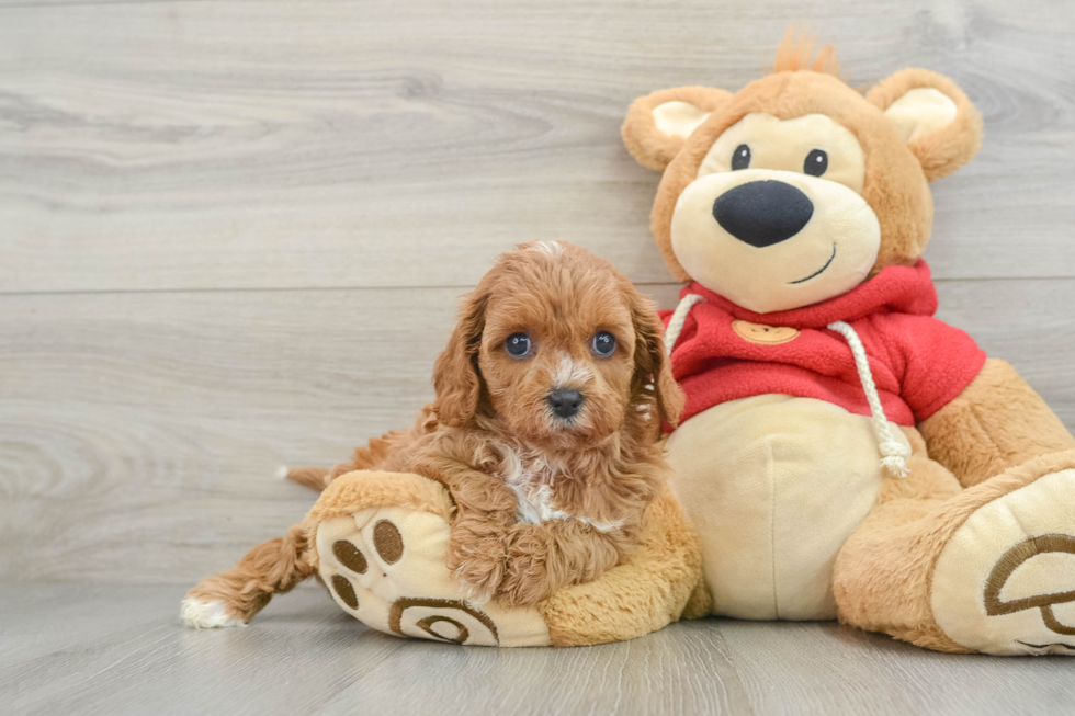 Smart Cavapoo Poodle Mix Pup