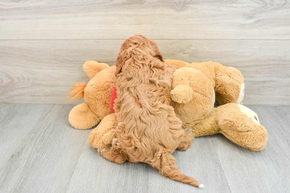 Fluffy Cavapoo Poodle Mix Pup