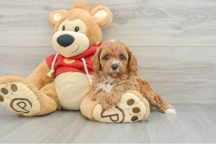 Small Cavapoo Baby