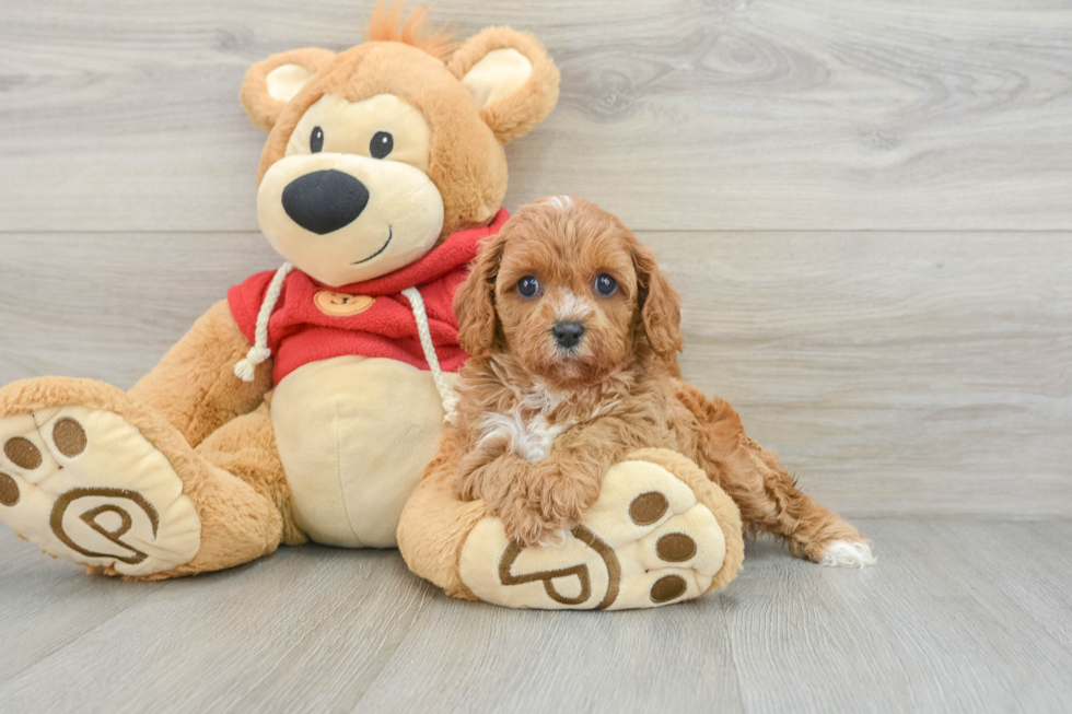 Small Cavapoo Baby