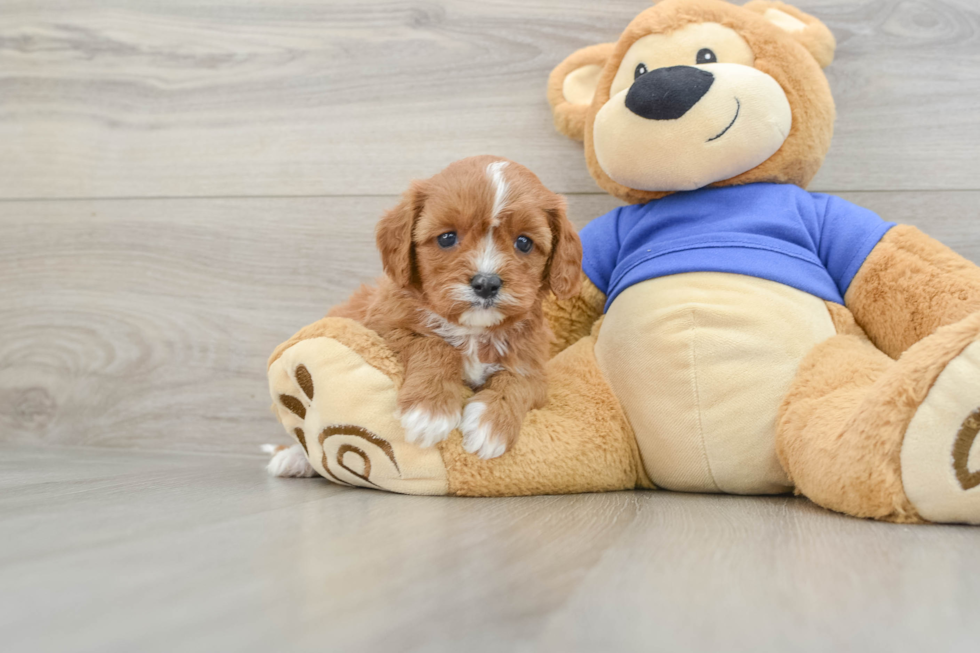Playful Cavapoodle Poodle Mix Puppy