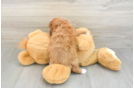 Cavapoo Pup Being Cute
