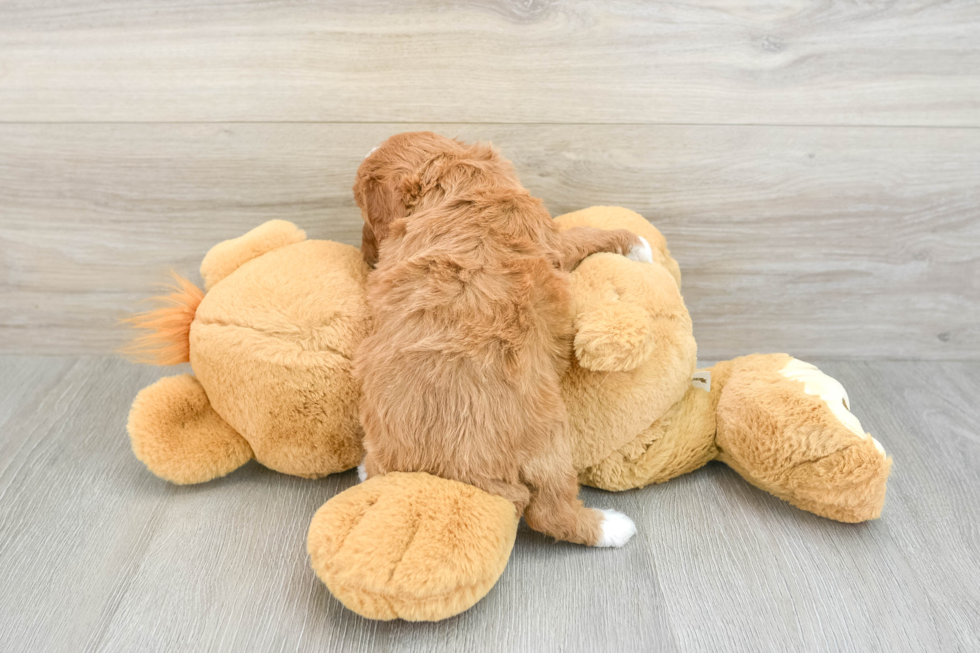 Cavapoo Pup Being Cute