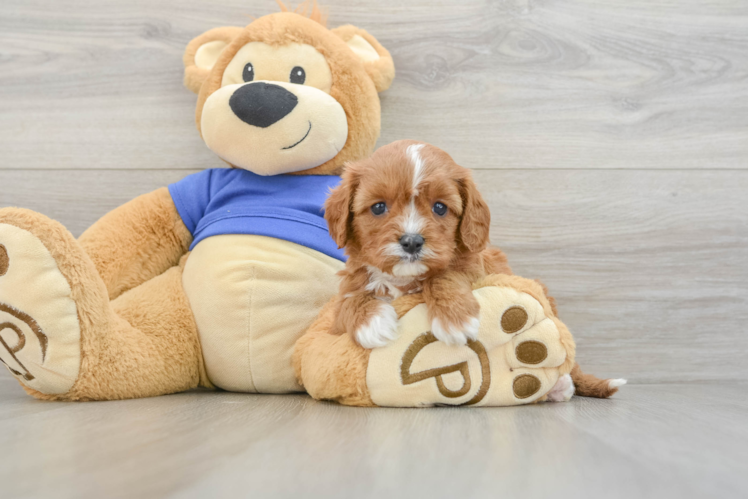 Small Cavapoo Baby