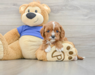 7 week old Cavapoo Puppy For Sale - Lone Star Pups