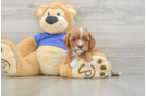 Small Cavapoo Baby