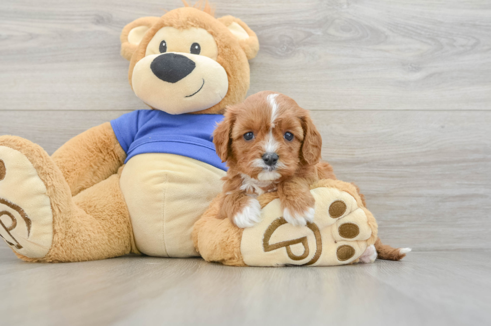 5 week old Cavapoo Puppy For Sale - Lone Star Pups