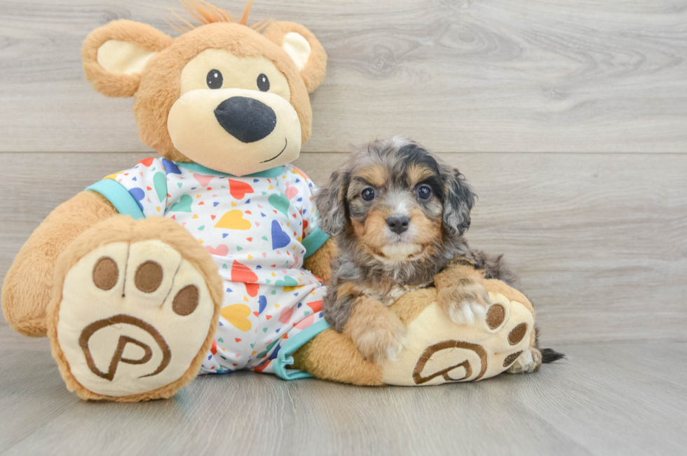 5 week old Cavapoo Puppy For Sale - Lone Star Pups