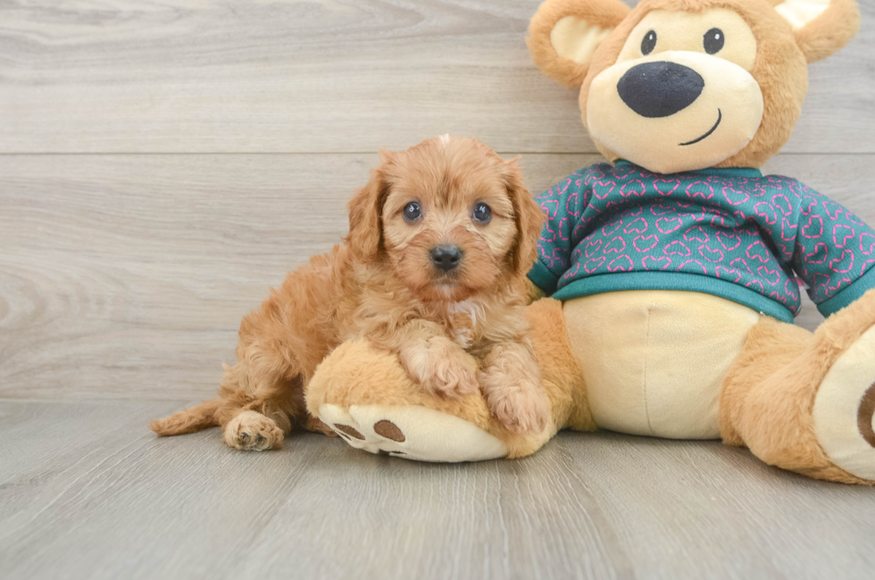 6 week old Cavapoo Puppy For Sale - Lone Star Pups