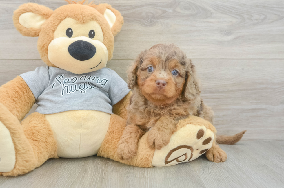 6 week old Cavapoo Puppy For Sale - Lone Star Pups