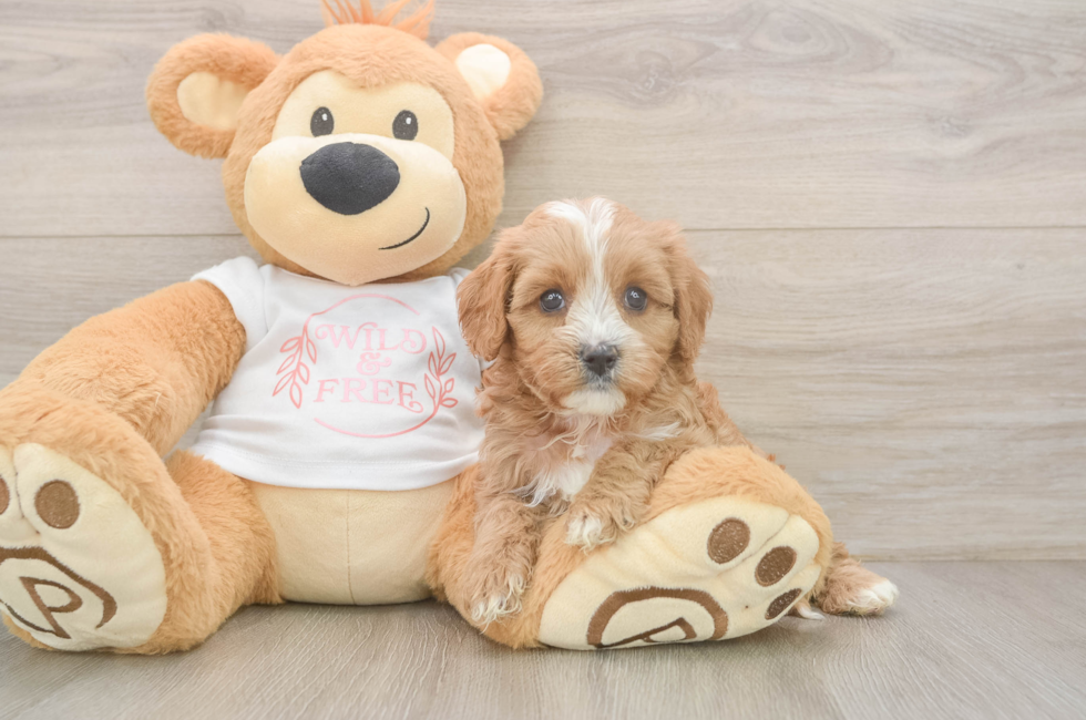 5 week old Cavapoo Puppy For Sale - Lone Star Pups