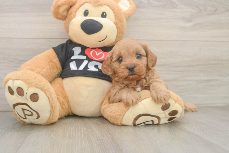 Petite Cavapoo Poodle Mix Pup