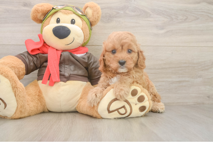 Happy Cavapoo Baby