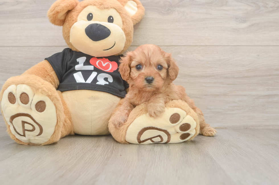 5 week old Cavapoo Puppy For Sale - Lone Star Pups