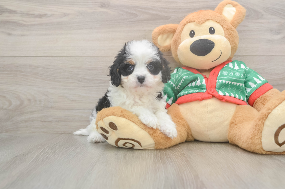 6 week old Cavapoo Puppy For Sale - Lone Star Pups
