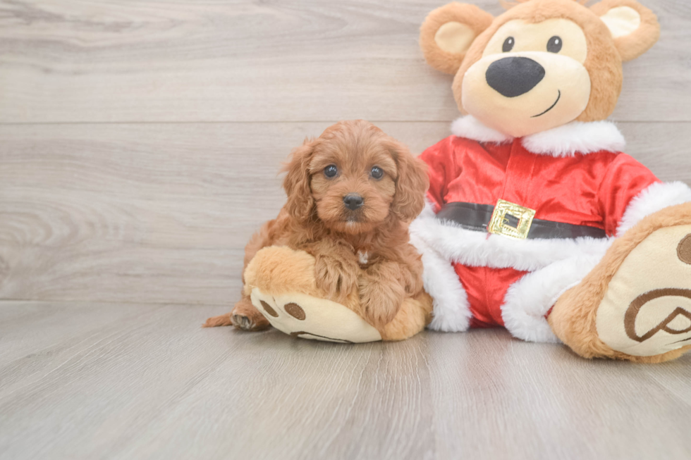 Fluffy Cavapoo Poodle Mix Pup
