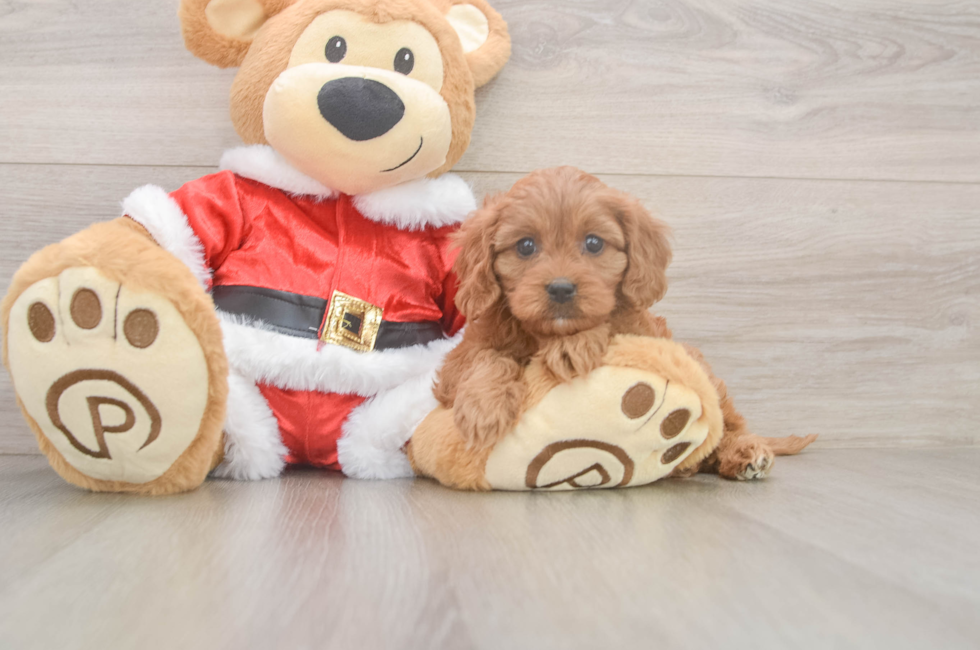 6 week old Cavapoo Puppy For Sale - Lone Star Pups