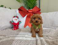 9 week old Cavapoo Puppy For Sale - Lone Star Pups
