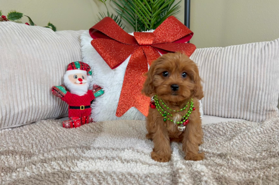 Cute Cavapoo Poodle Mix Pup