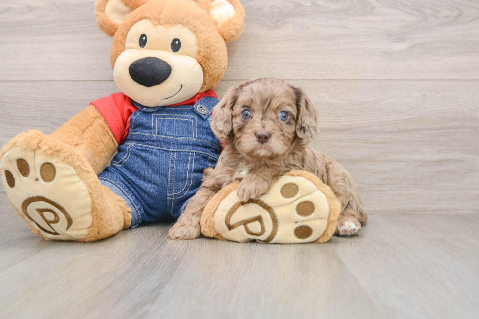 Popular Cavapoo Poodle Mix Pup