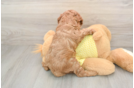 Best Cavapoo Baby
