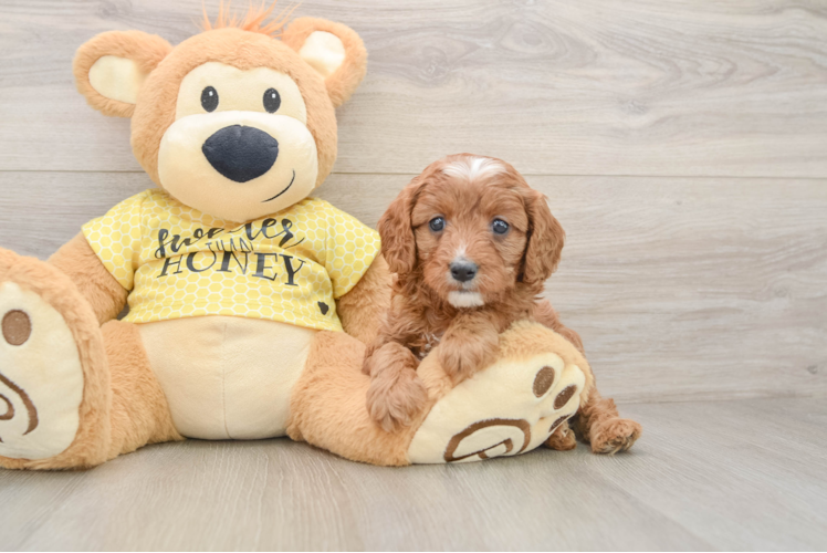 Popular Cavapoo Poodle Mix Pup