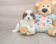 9 week old Cavapoo Puppy For Sale - Lone Star Pups