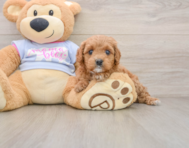 8 week old Cavapoo Puppy For Sale - Lone Star Pups