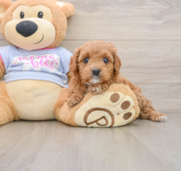8 week old Cavapoo Puppy For Sale - Lone Star Pups
