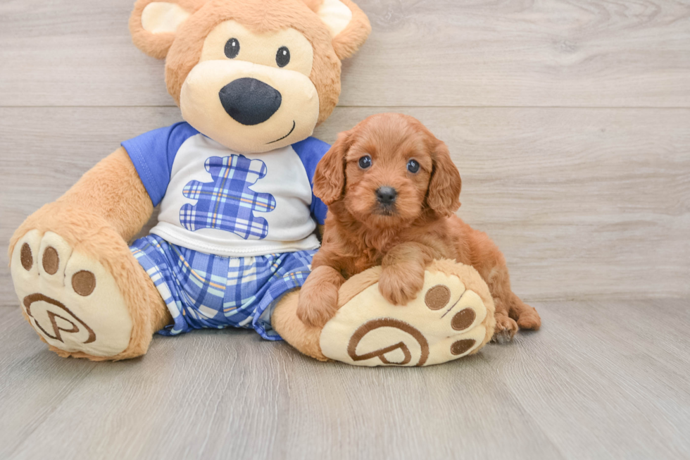 Best Cavapoo Baby