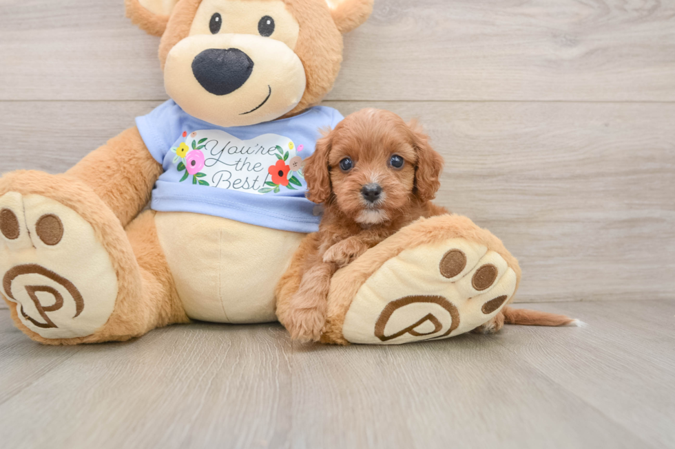 Best Cavapoo Baby