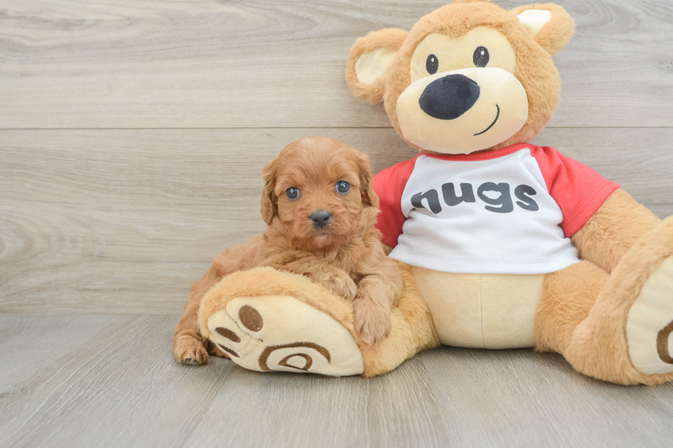 Energetic Cavoodle Poodle Mix Puppy