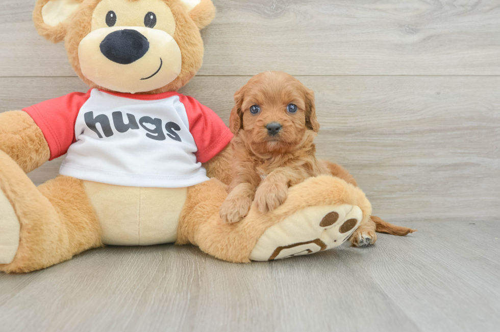 7 week old Cavapoo Puppy For Sale - Lone Star Pups