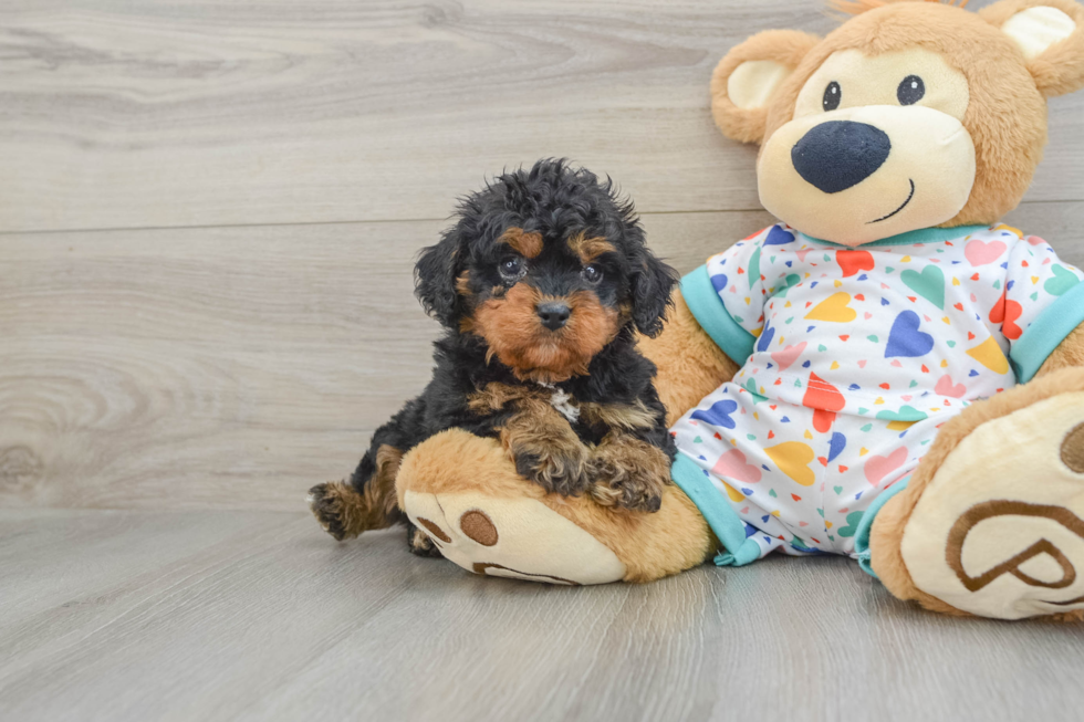 Petite Cavapoo Poodle Mix Pup