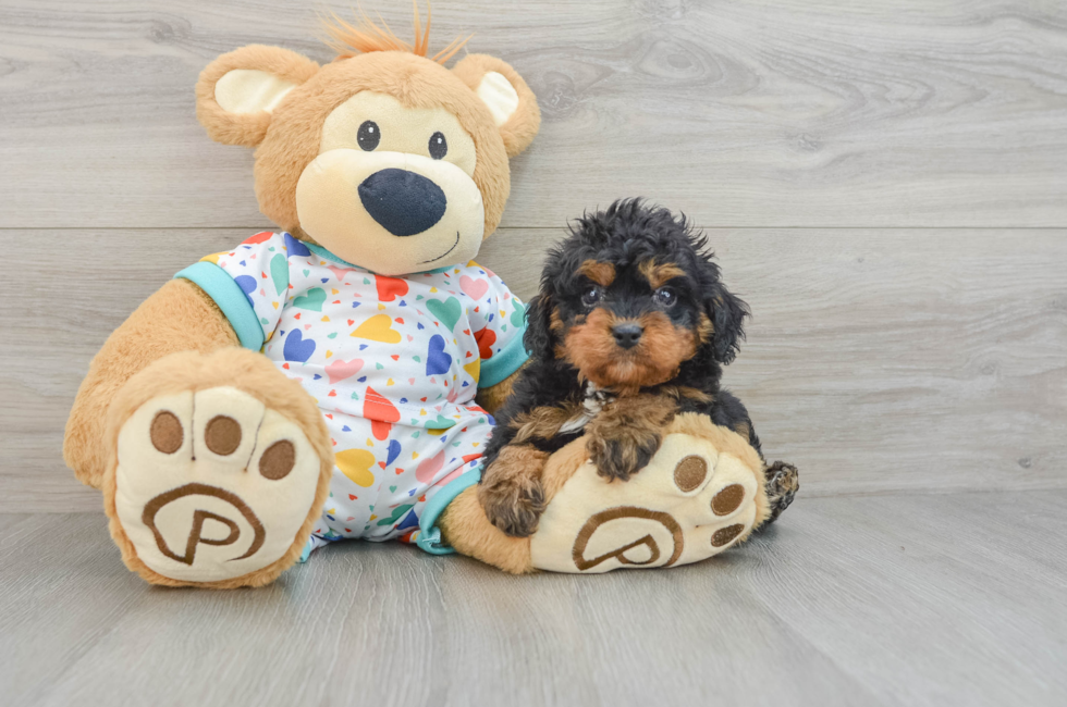 6 week old Cavapoo Puppy For Sale - Lone Star Pups