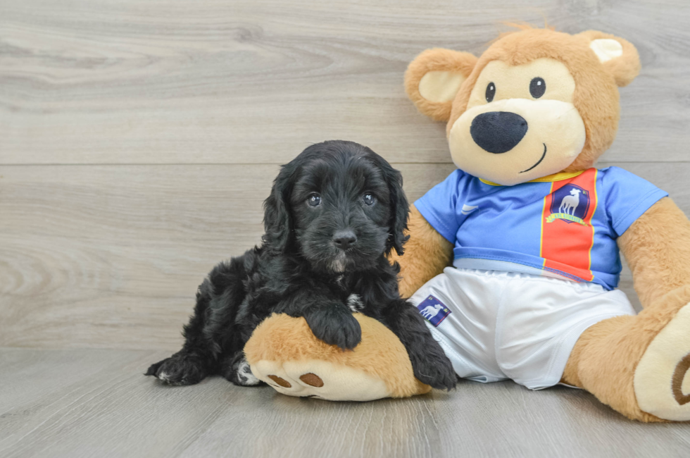 5 week old Cavapoo Puppy For Sale - Lone Star Pups