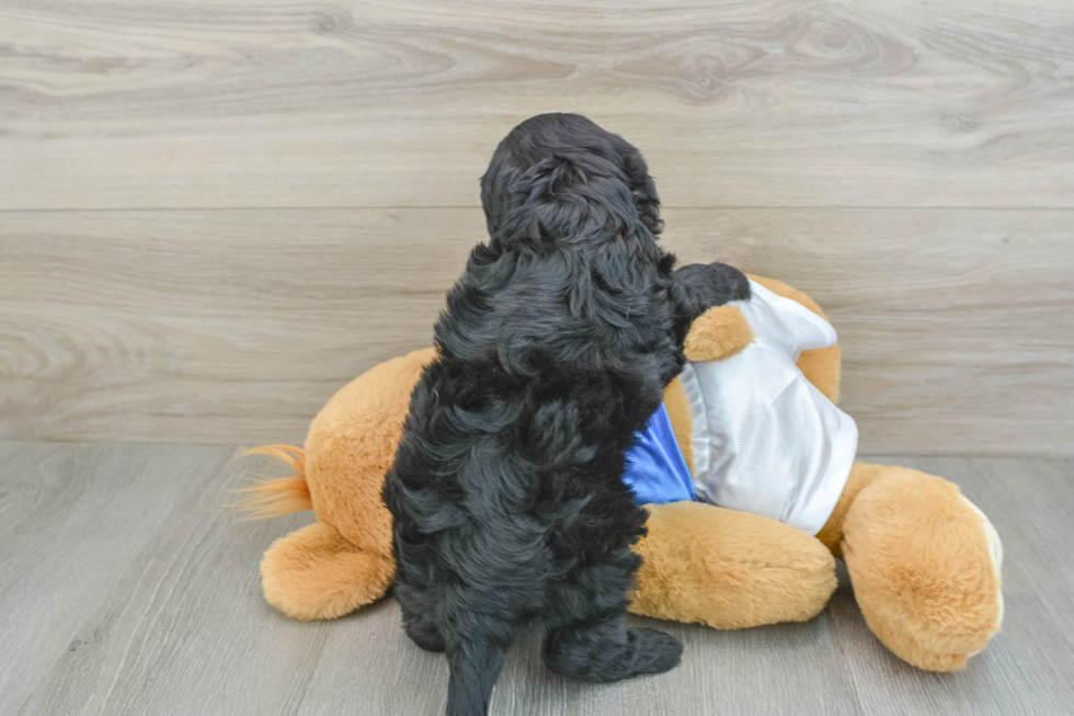 Popular Cavapoo Poodle Mix Pup