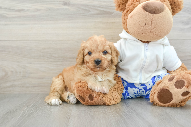 Cavapoo Puppy for Adoption