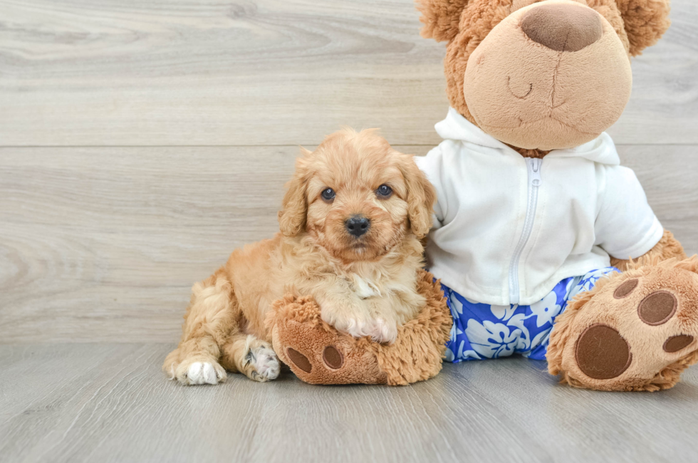 6 week old Cavapoo Puppy For Sale - Lone Star Pups