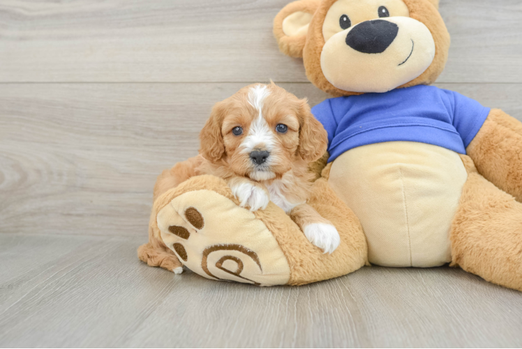 Cavapoo Pup Being Cute