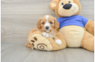 Cavapoo Pup Being Cute
