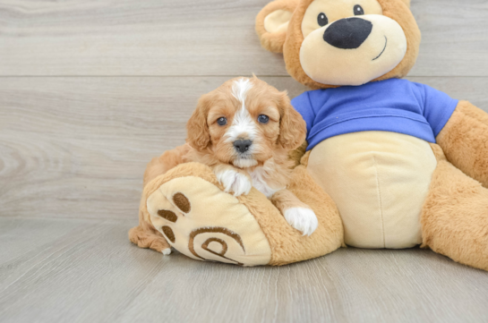 Cavapoo Pup Being Cute