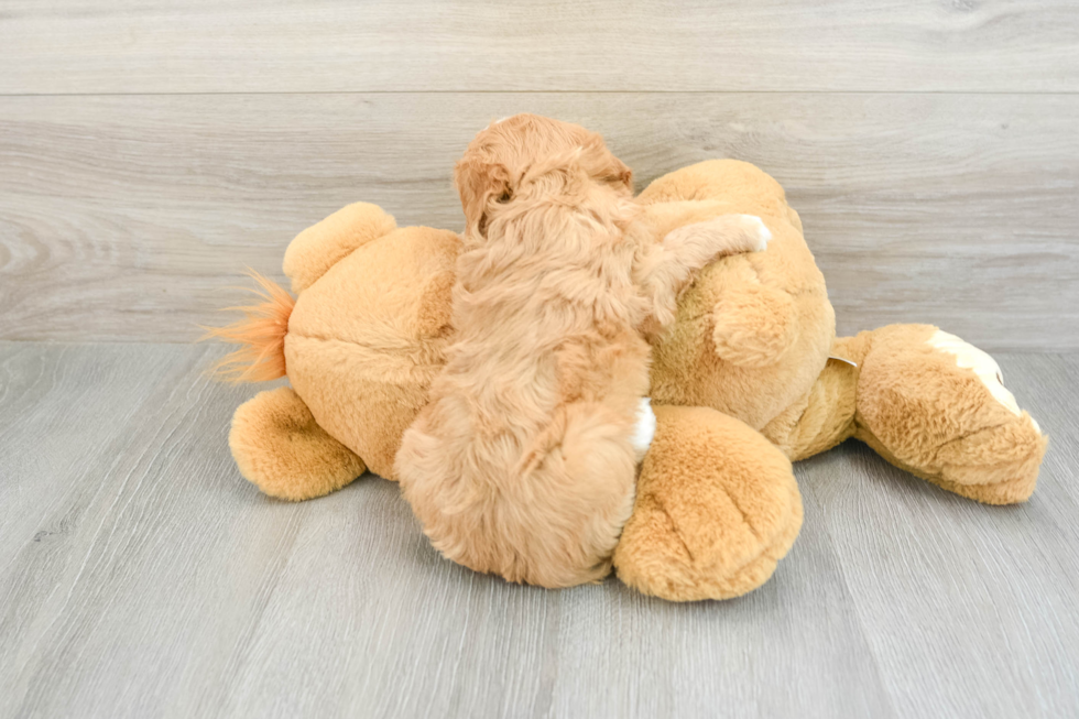 Smart Cavapoo Poodle Mix Pup