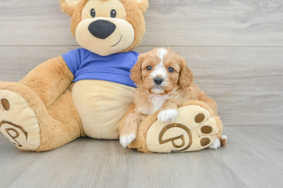 Best Cavapoo Baby