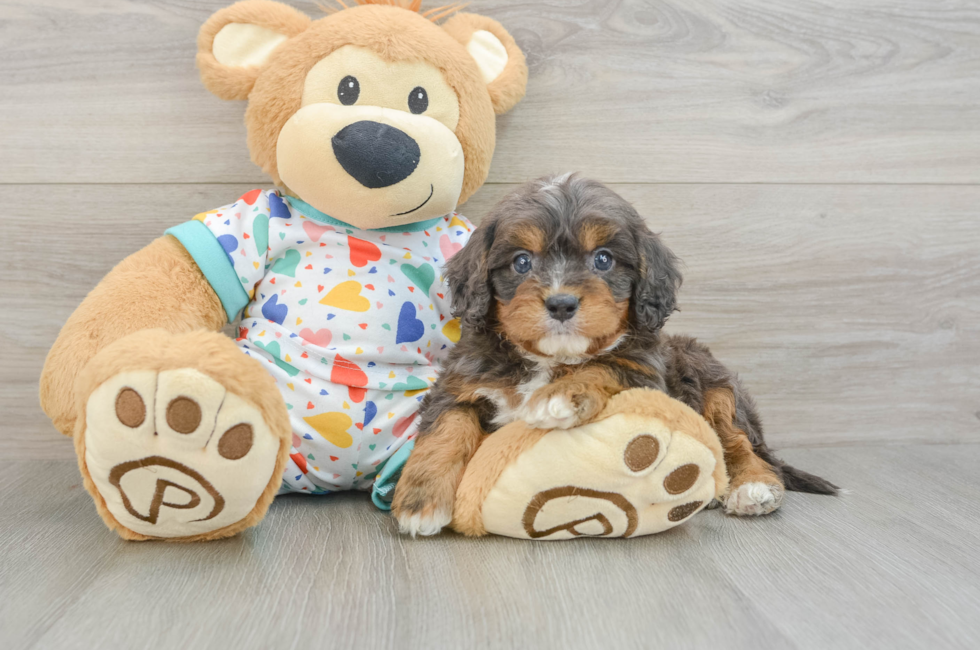 5 week old Cavapoo Puppy For Sale - Lone Star Pups