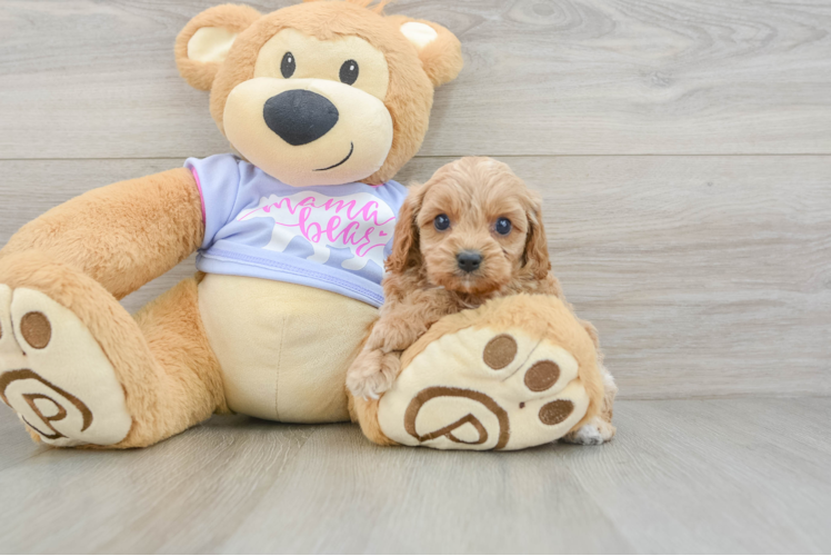Cavapoo Puppy for Adoption