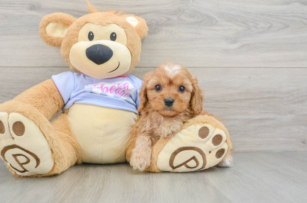 6 week old Cavapoo Puppy For Sale - Lone Star Pups